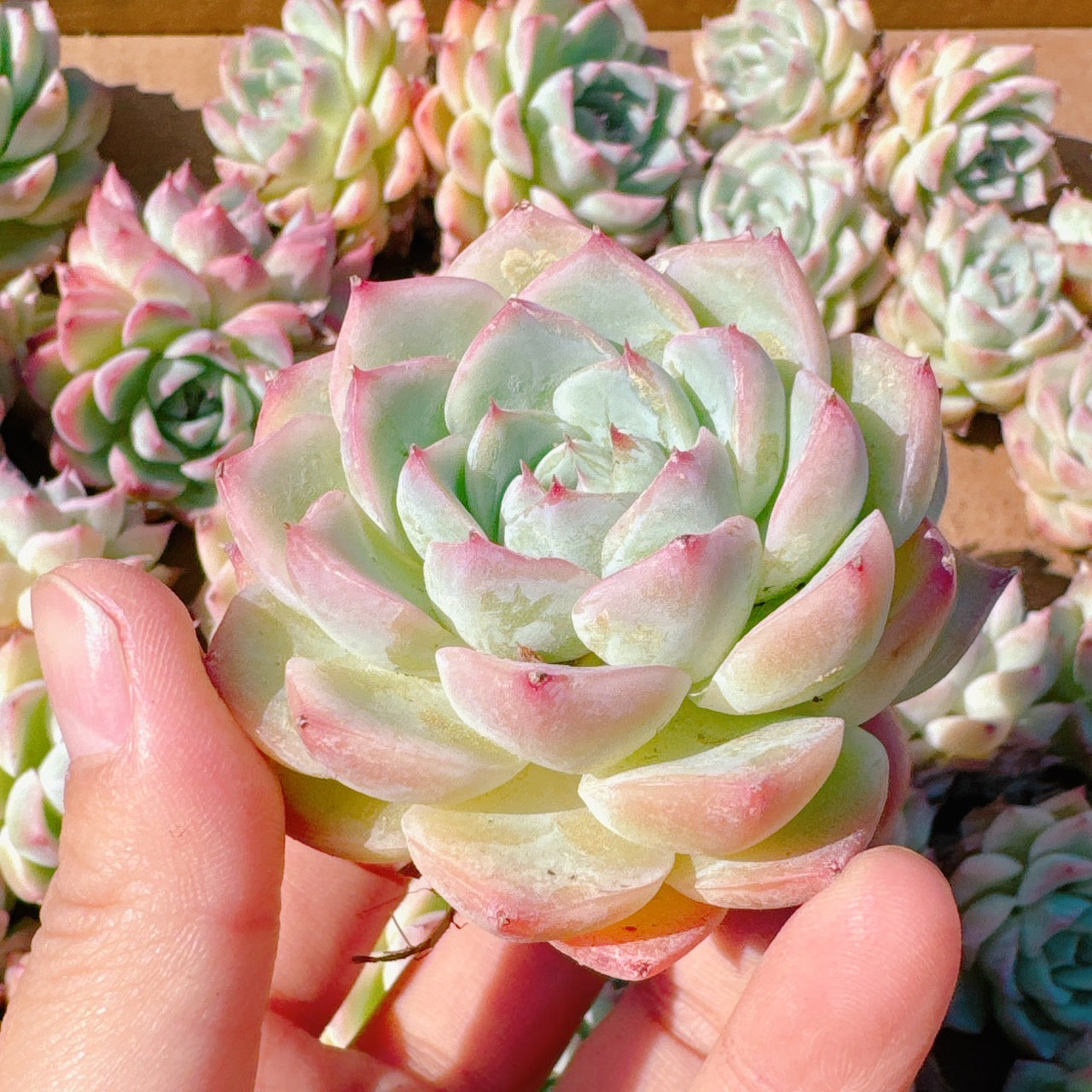 多肉植物 クリスタルローズ 【公式通販】