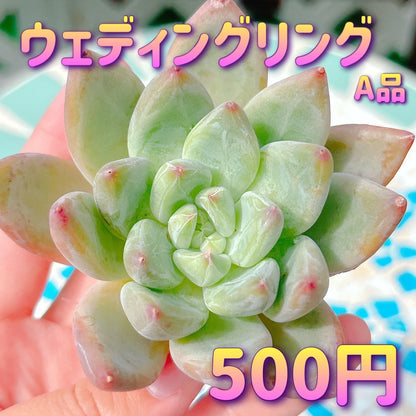 ウェディングリング　A品