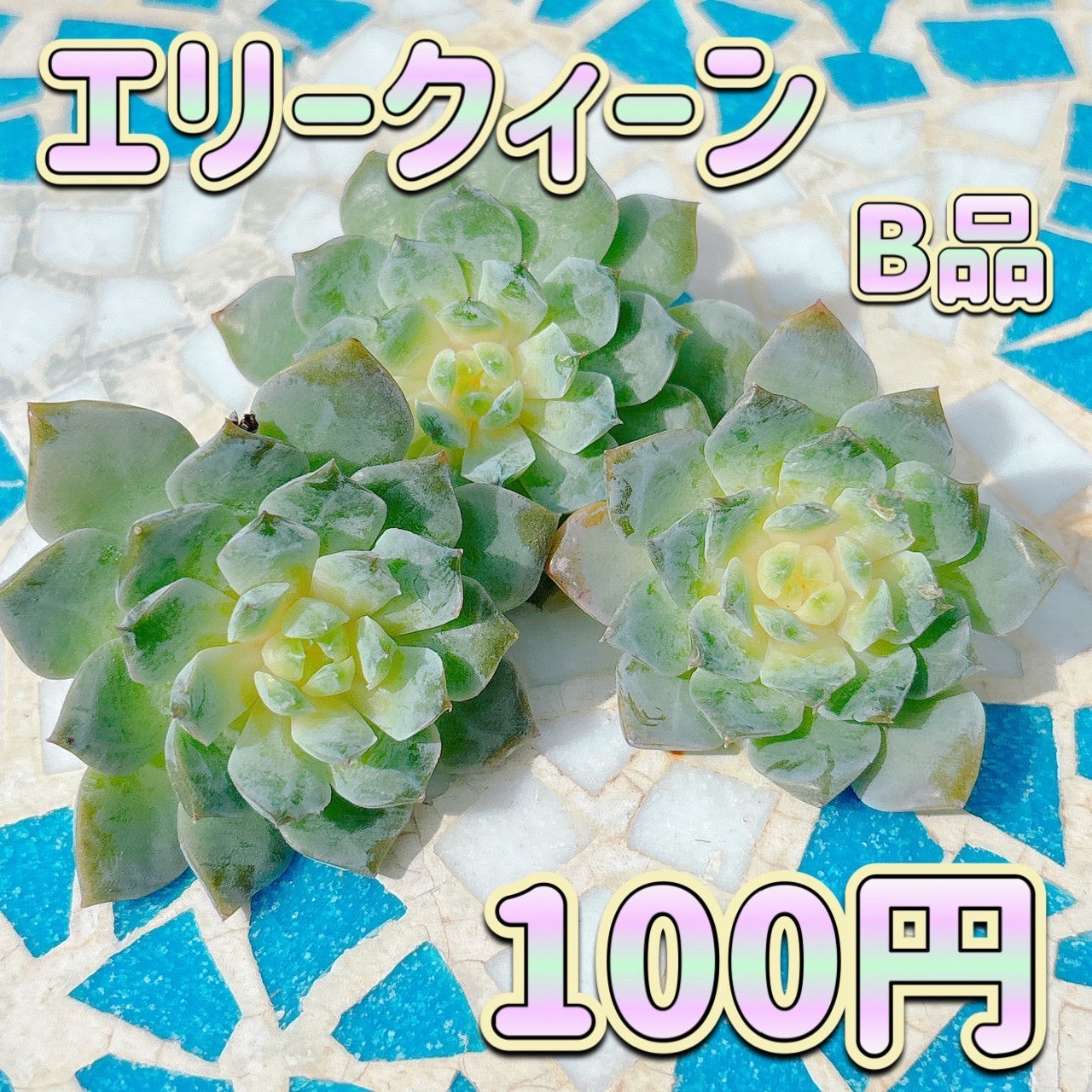 エリークィーン　B品