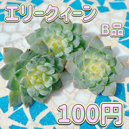 エリークィーン　B品