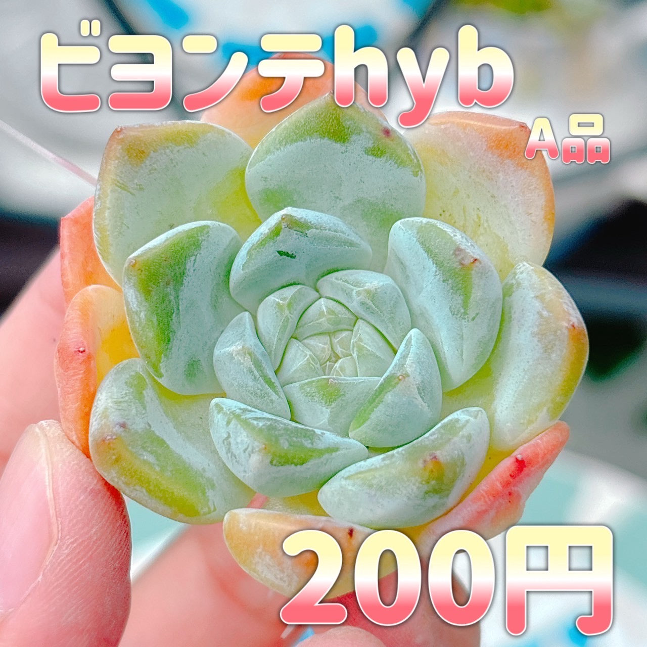 ビヨンテHyb A品
