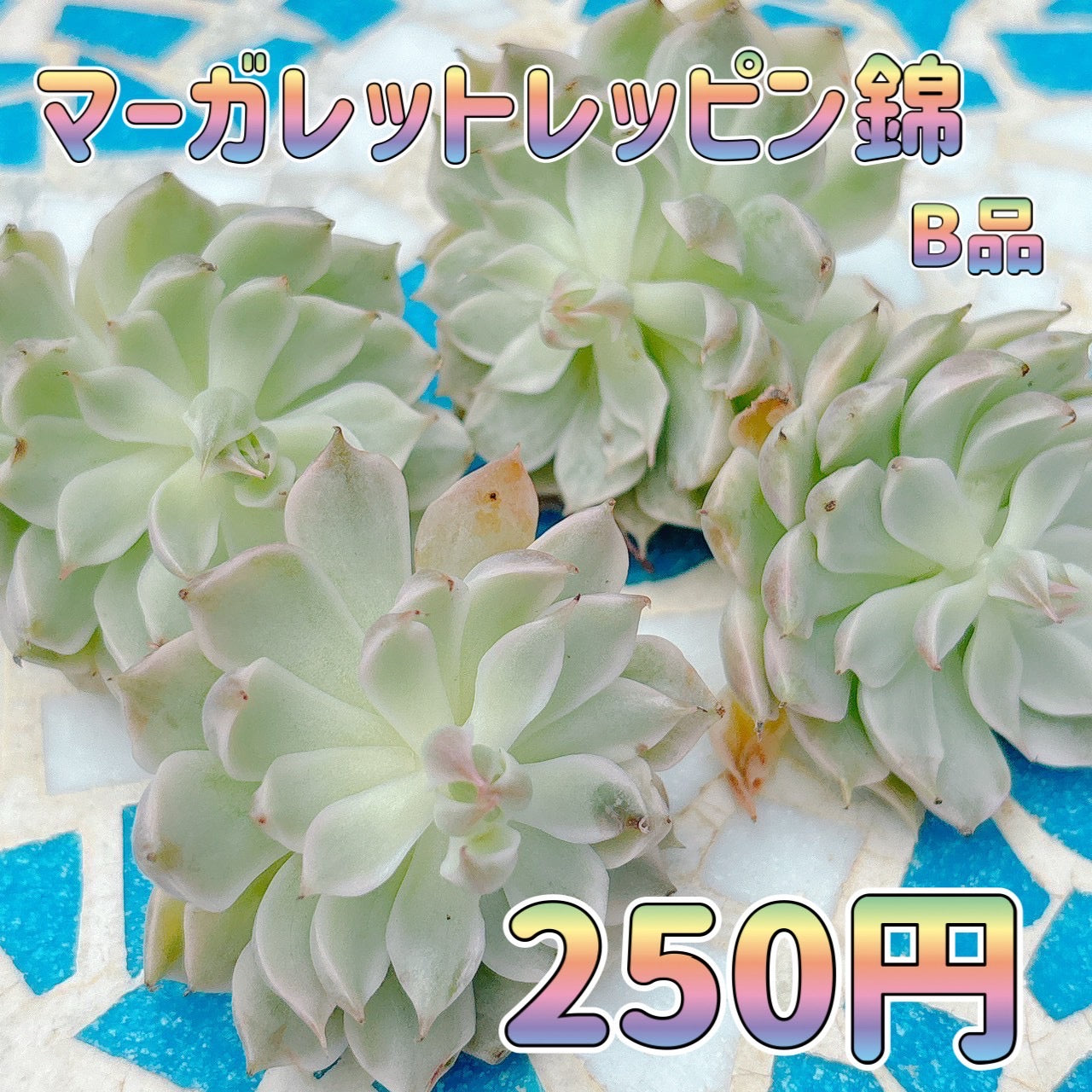 マーガレットレッピン錦　B品