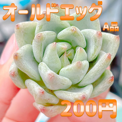 オールドエッグ　A品