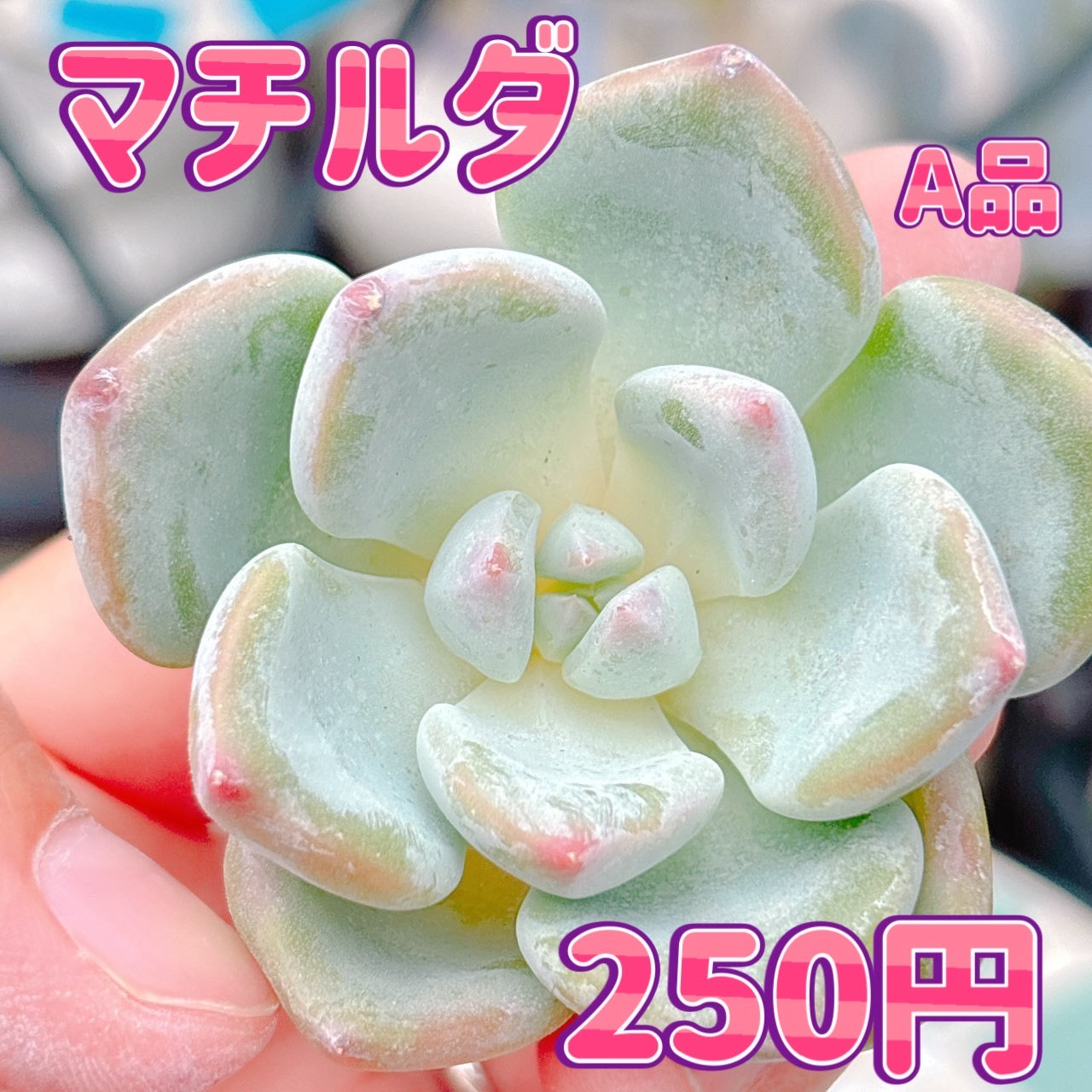 マチルダ　A品