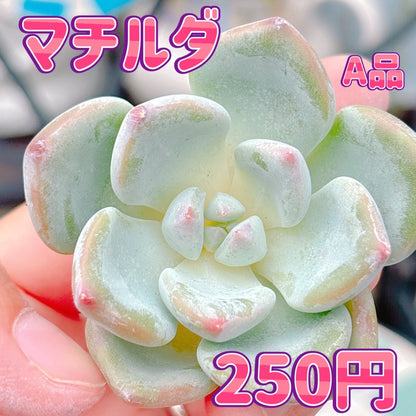 マチルダ　A品