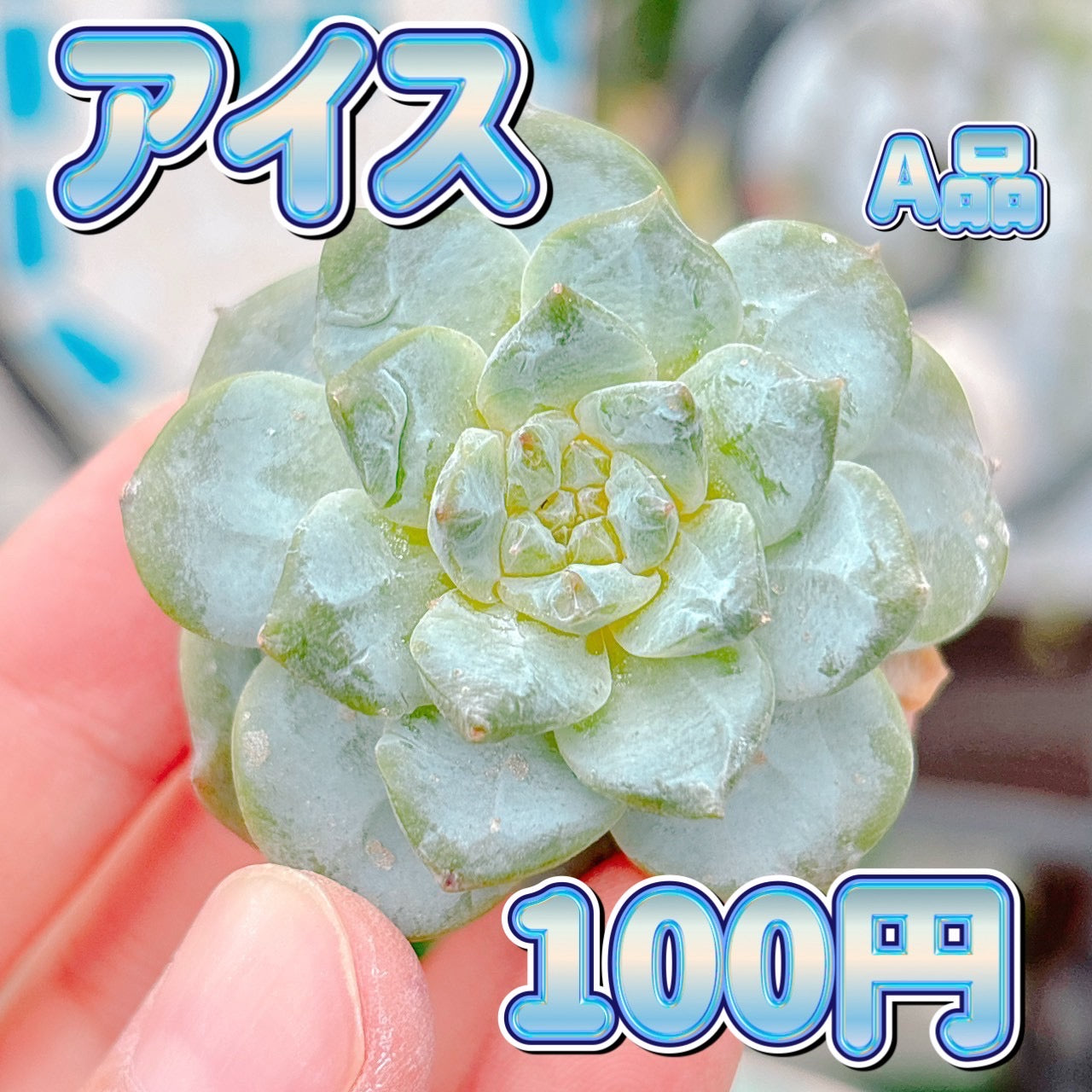アイス　A品