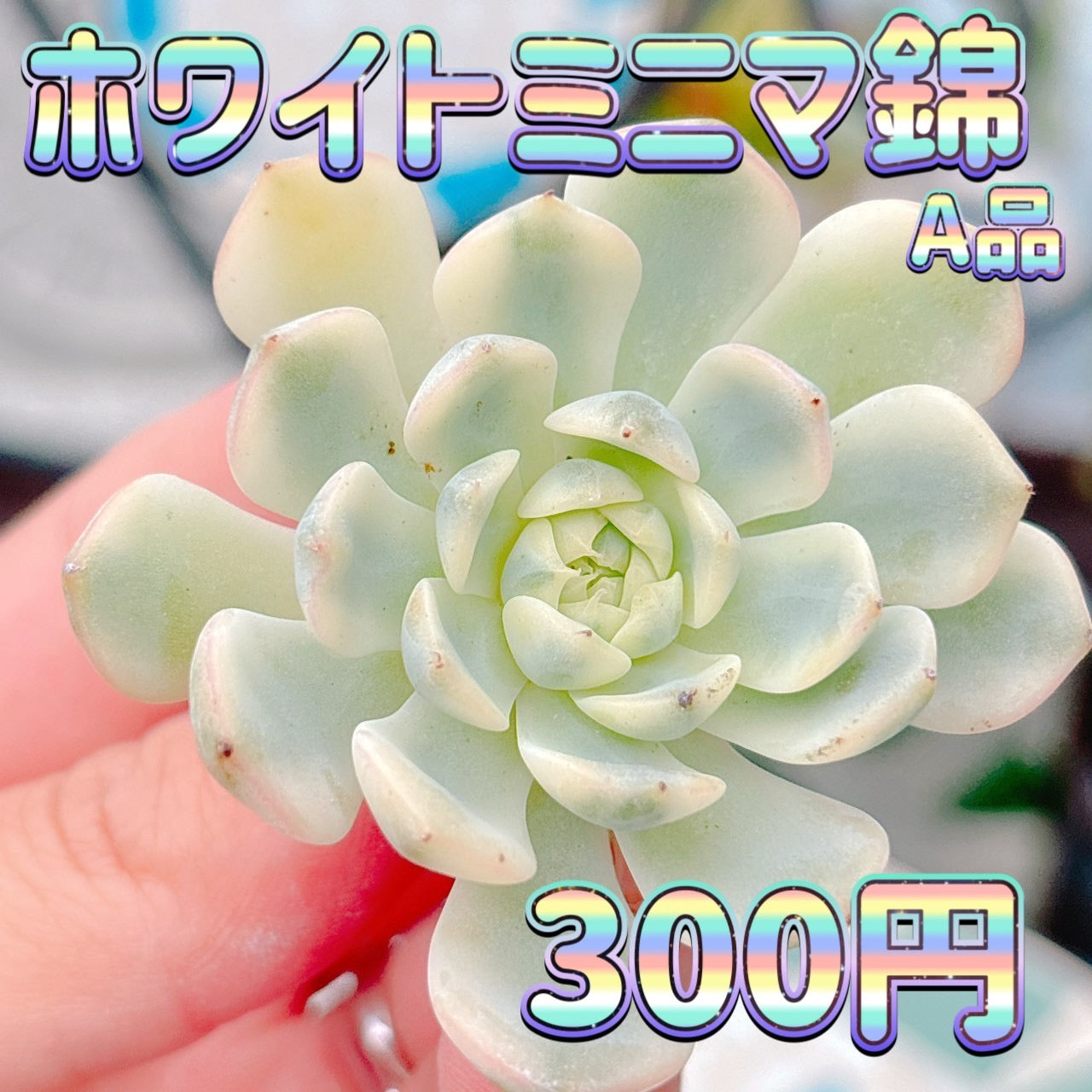 ホワイトミニマ錦　A品