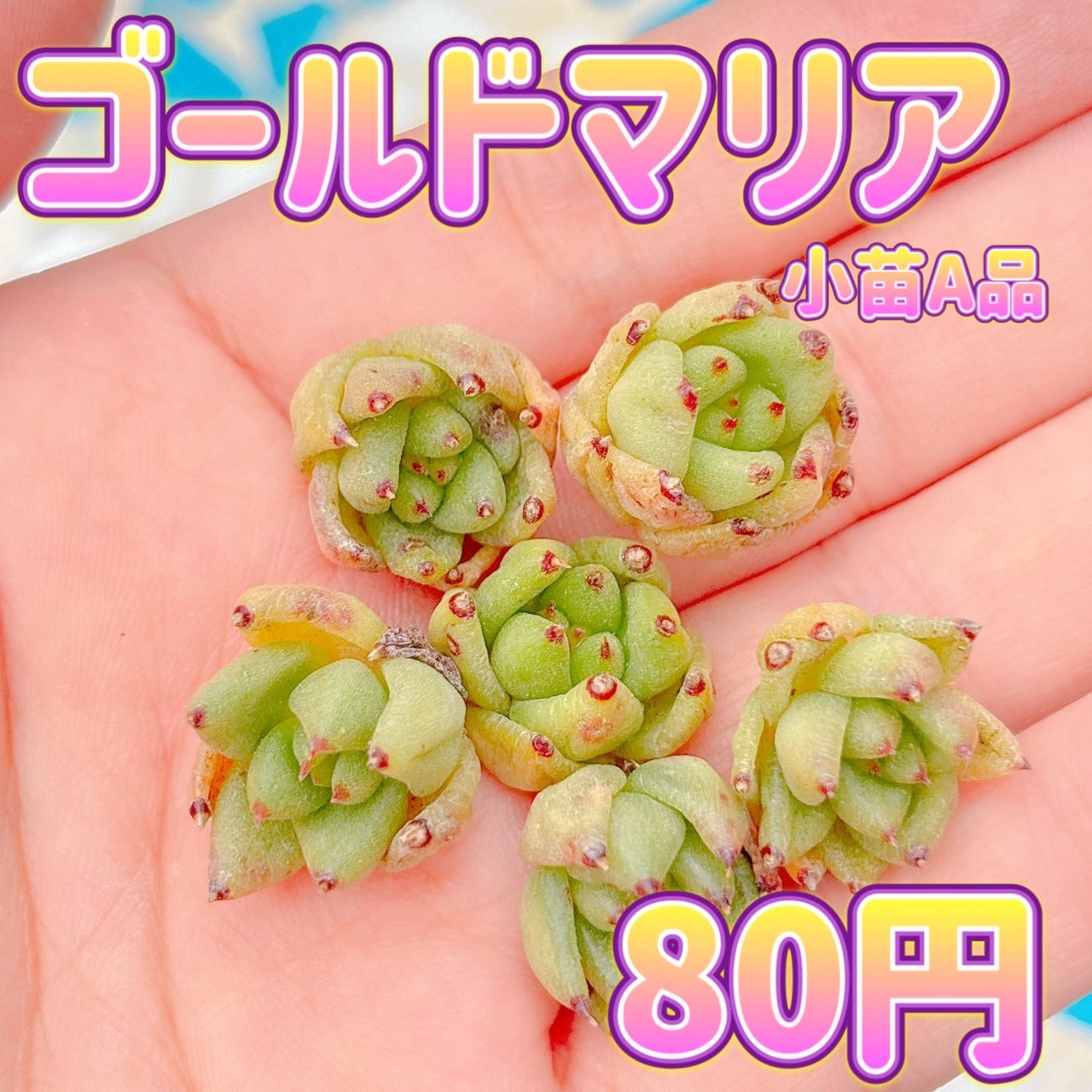 ゴールドマリア　小苗A品