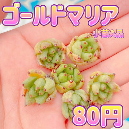 ゴールドマリア　小苗A品