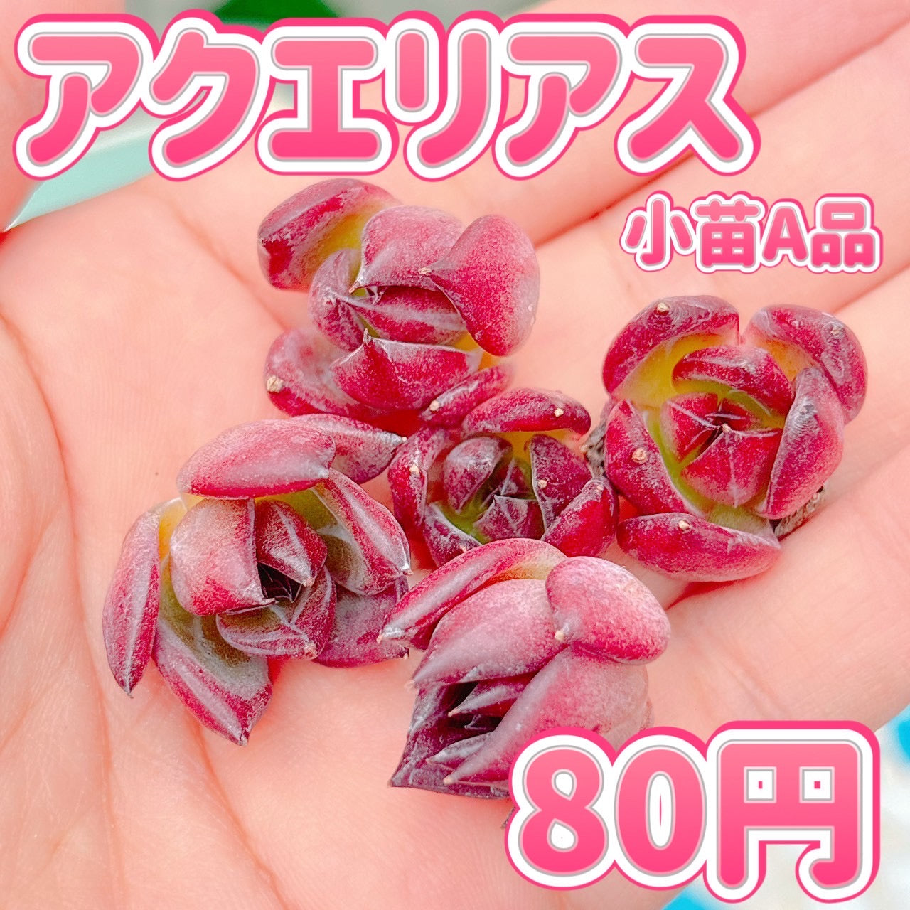 アクエリアス　小苗　A品