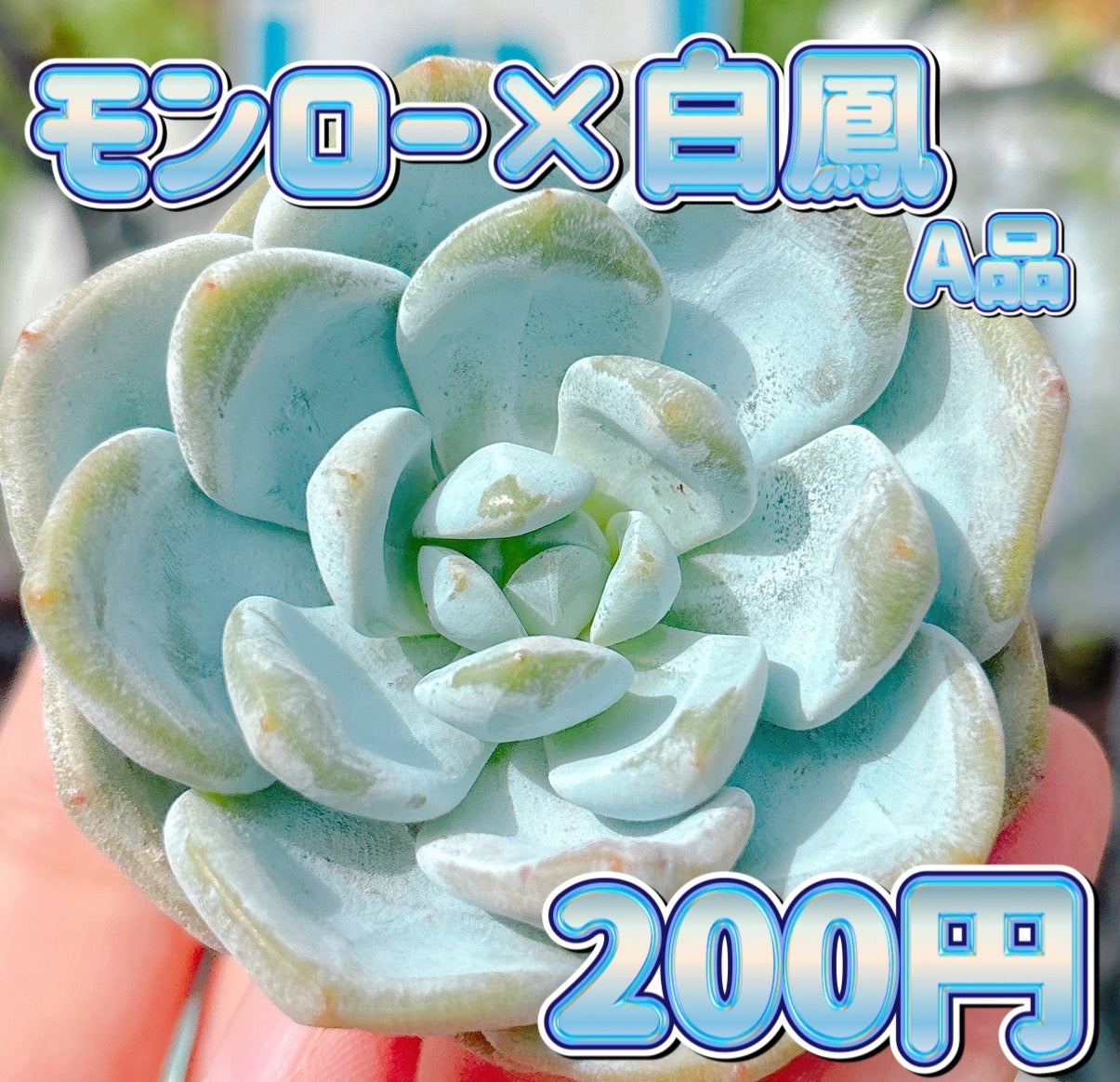 モンロー×白鳳　A品