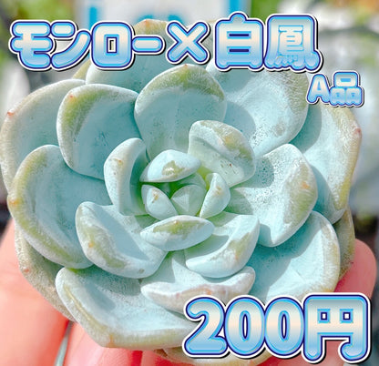 モンロー×白鳳　A品