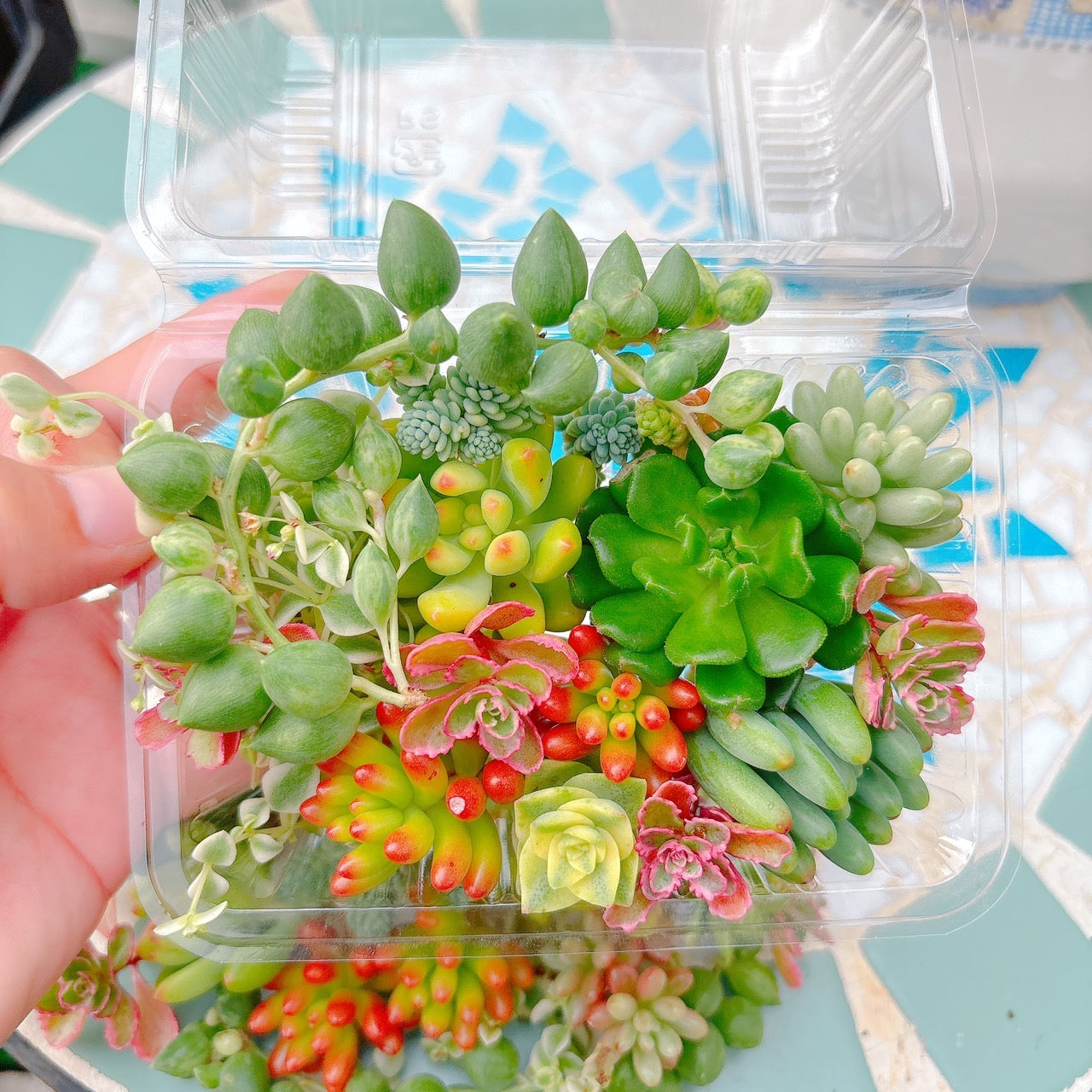 セダム詰め合わせ　A品