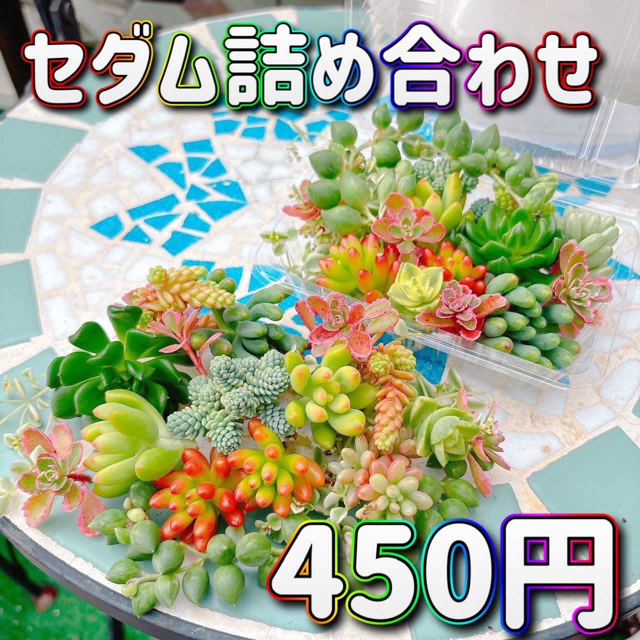 セダム詰め合わせ　A品