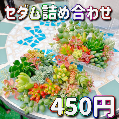 セダム詰め合わせ　A品
