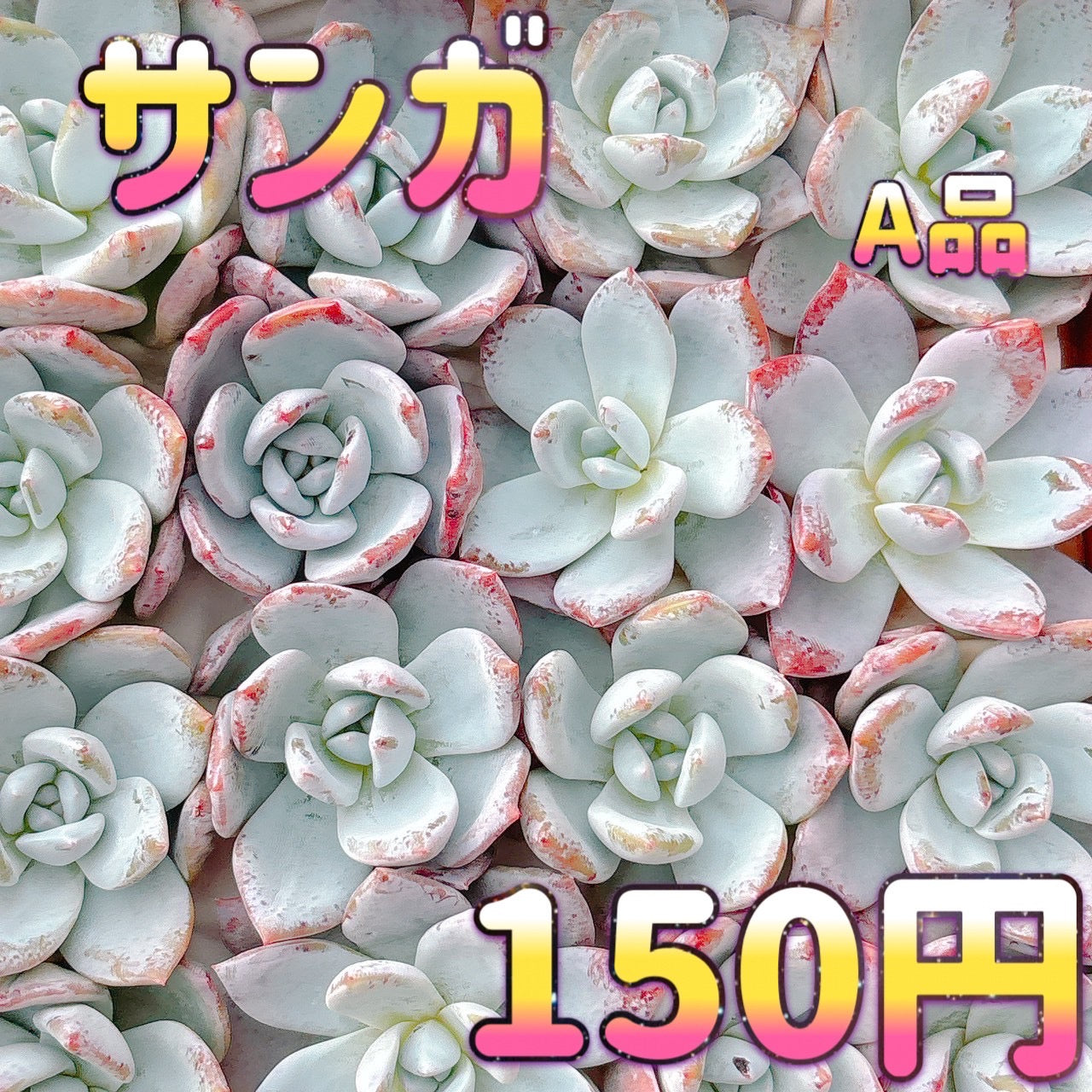 サンガ　A品　