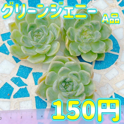 グリーンジェニー　A品