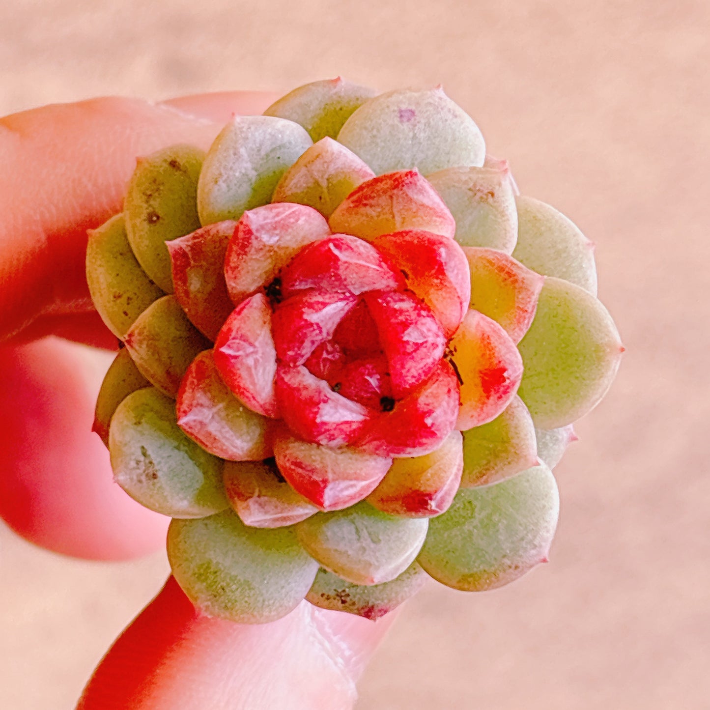 グレープジェニー　A品　プラグ苗