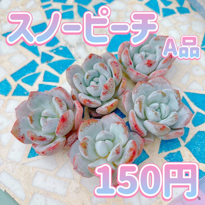 スノーピーチ　A品