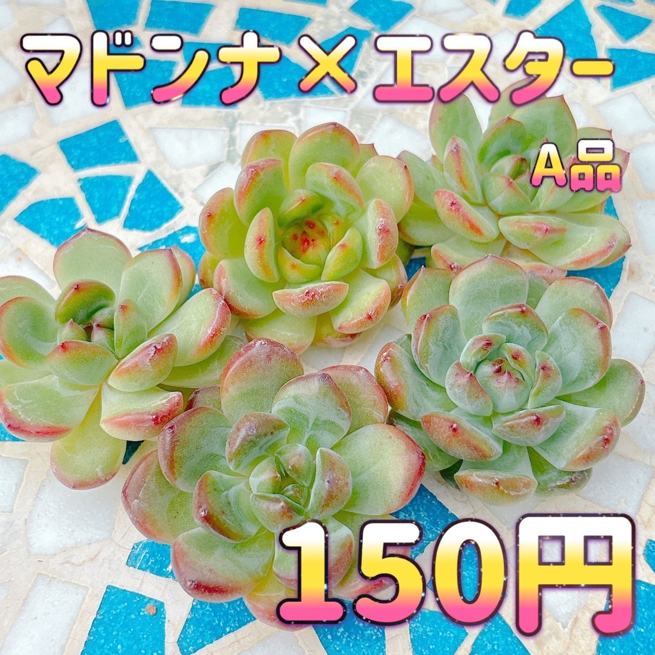 マドンナ×エスター　A品