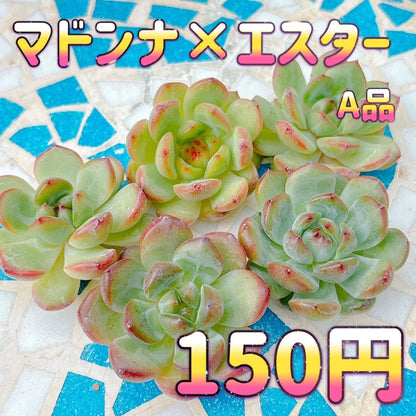 マドンナ×エスター　A品