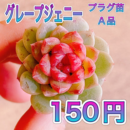 グレープジェニー　A品　プラグ苗