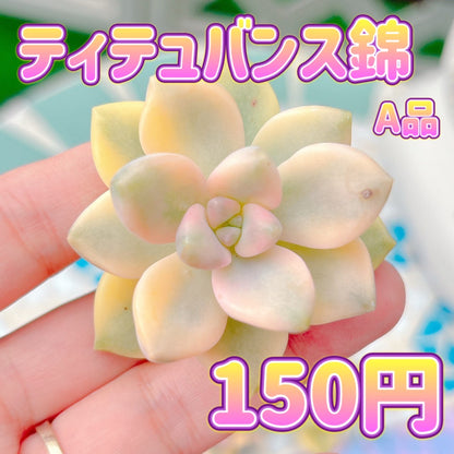 ティテュバンス錦　A品