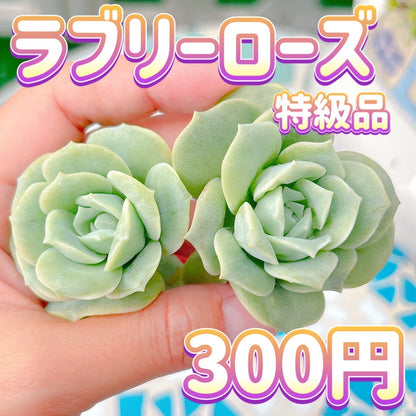 ラブリーローズ　特級品