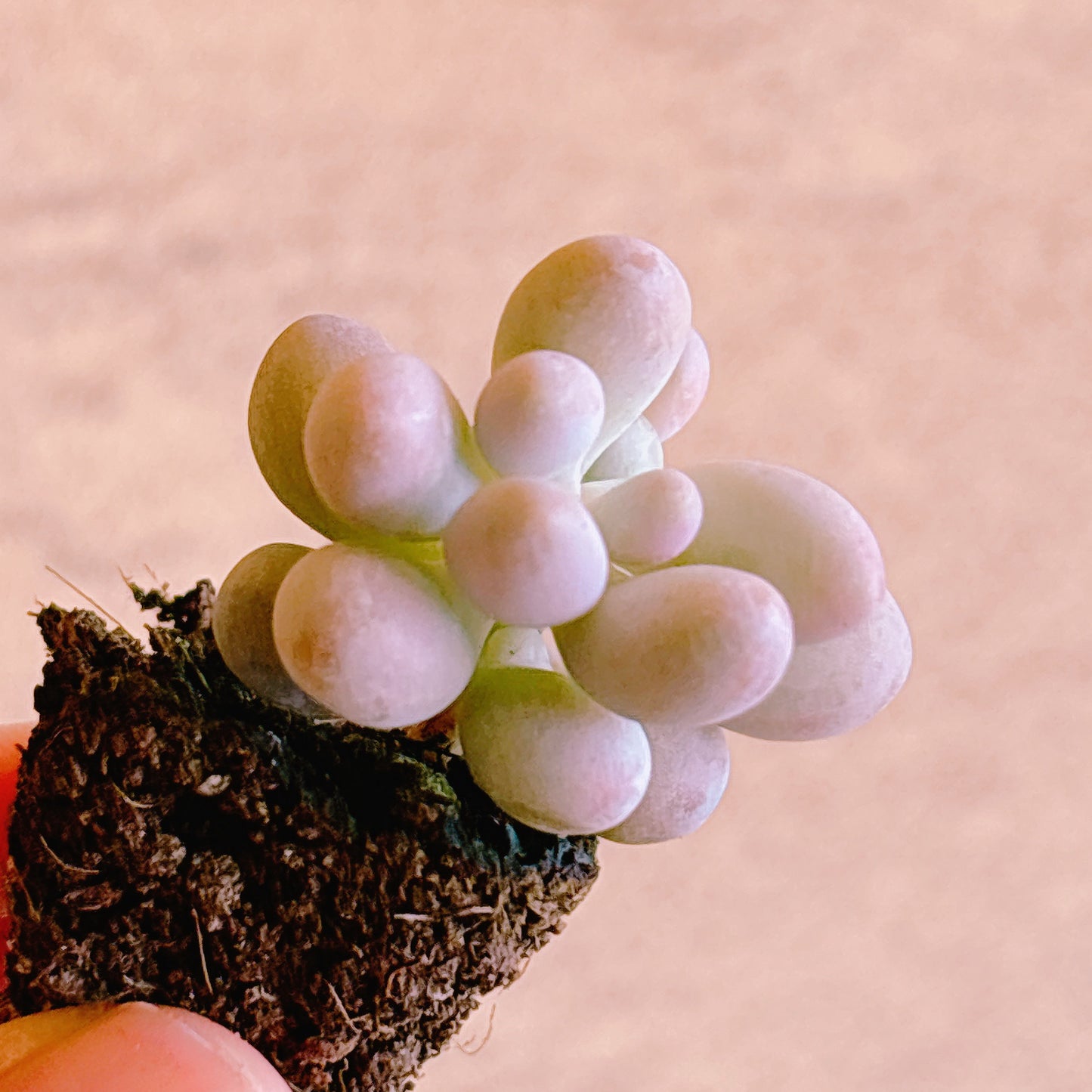 桃の卵　A品　プラグ苗