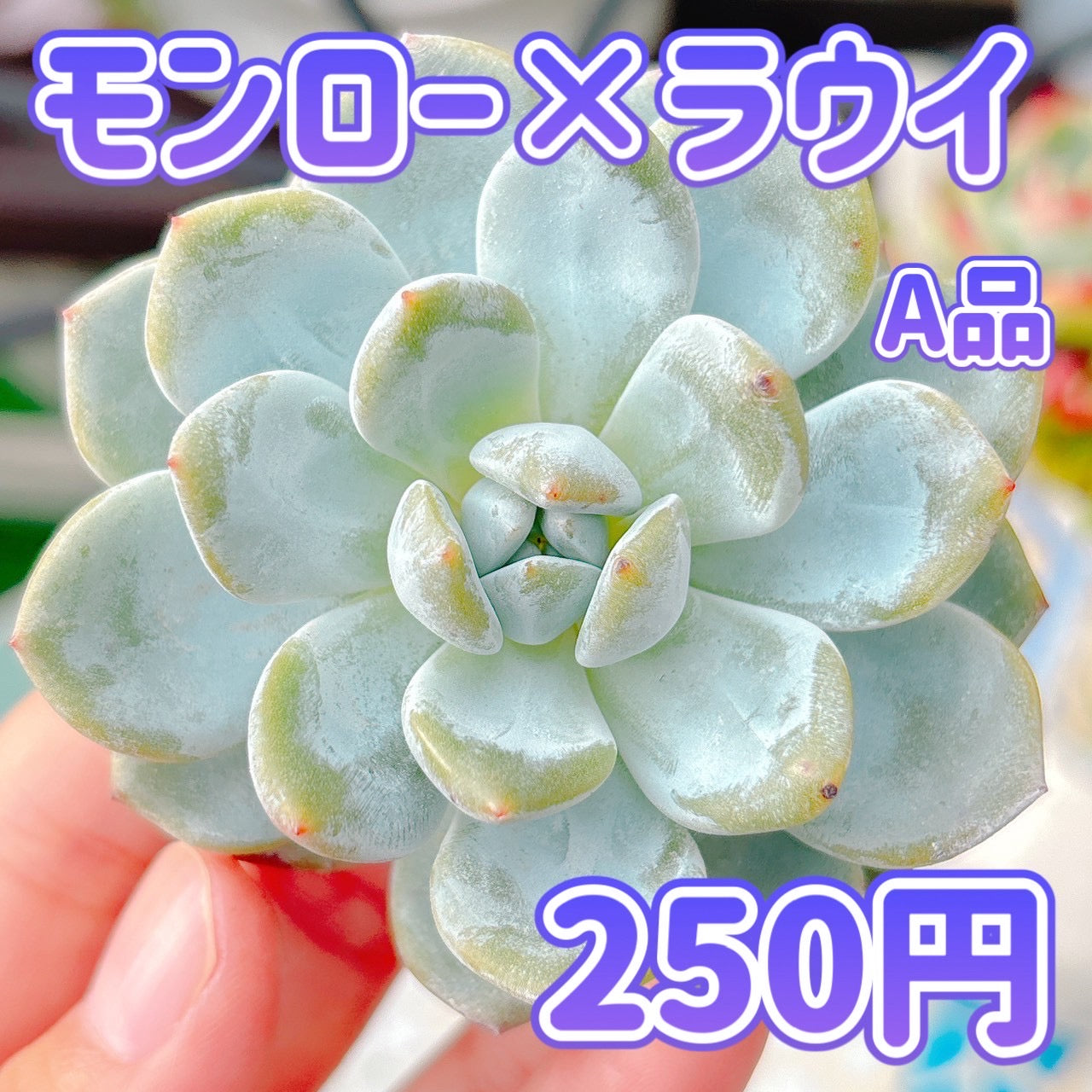 モンロー×ラウイ　A品