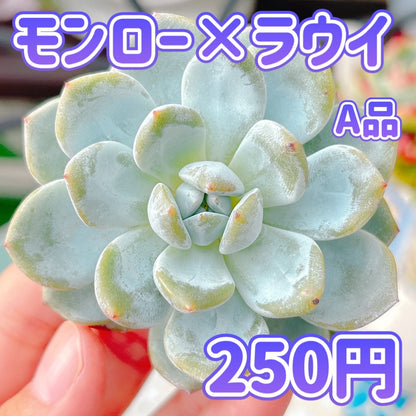 モンロー×ラウイ　A品
