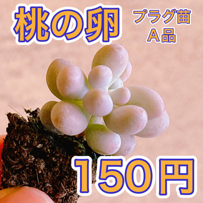 桃の卵　A品　プラグ苗