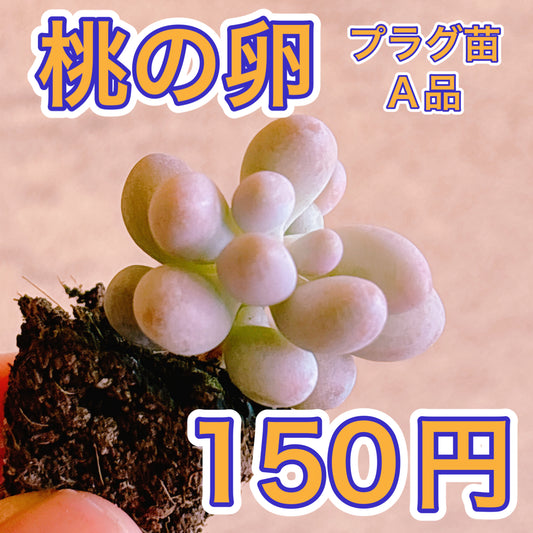 桃の卵　A品　プラグ苗