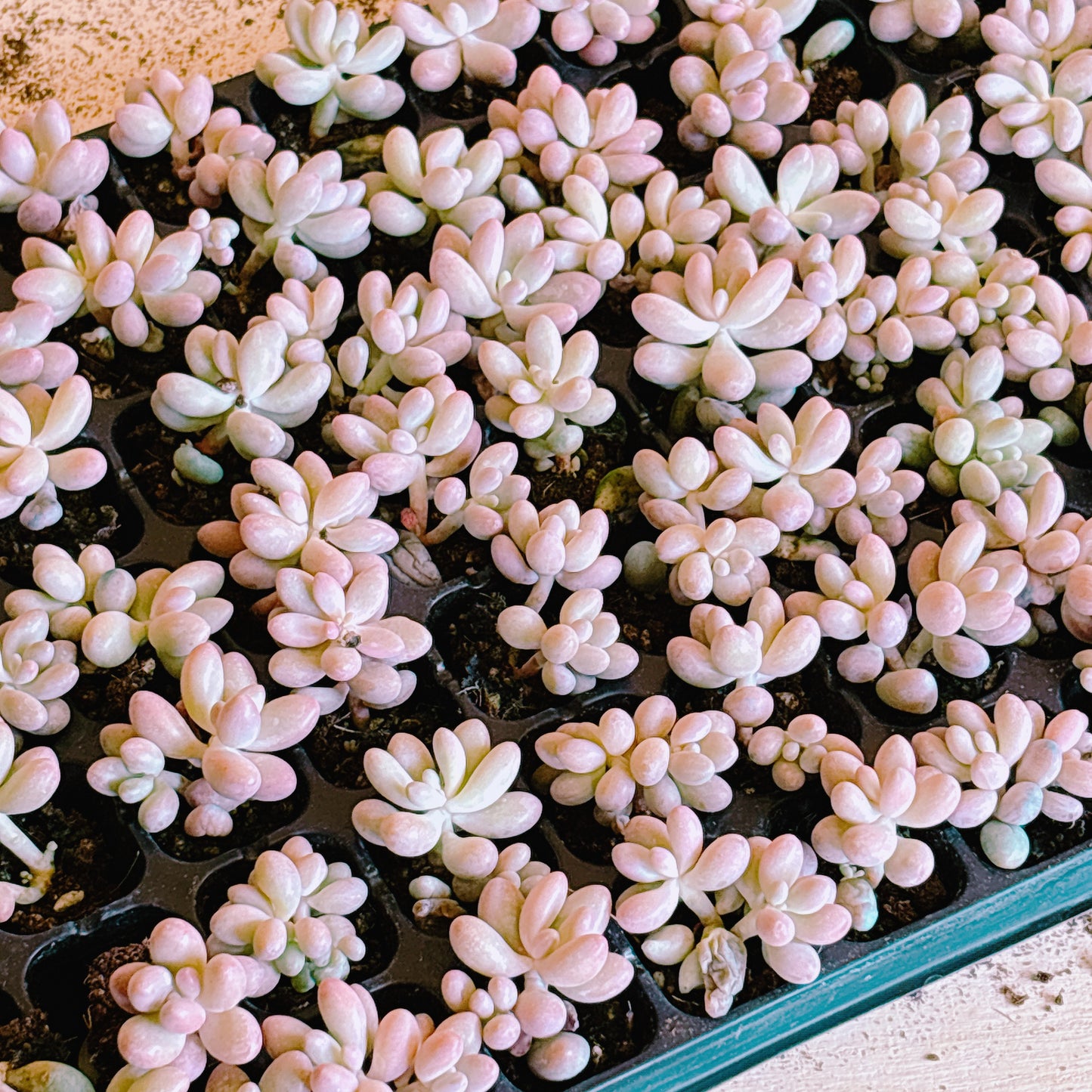 桃の卵　A品　プラグ苗