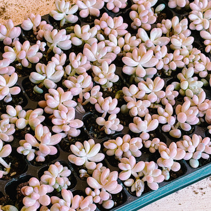 桃の卵　A品　プラグ苗