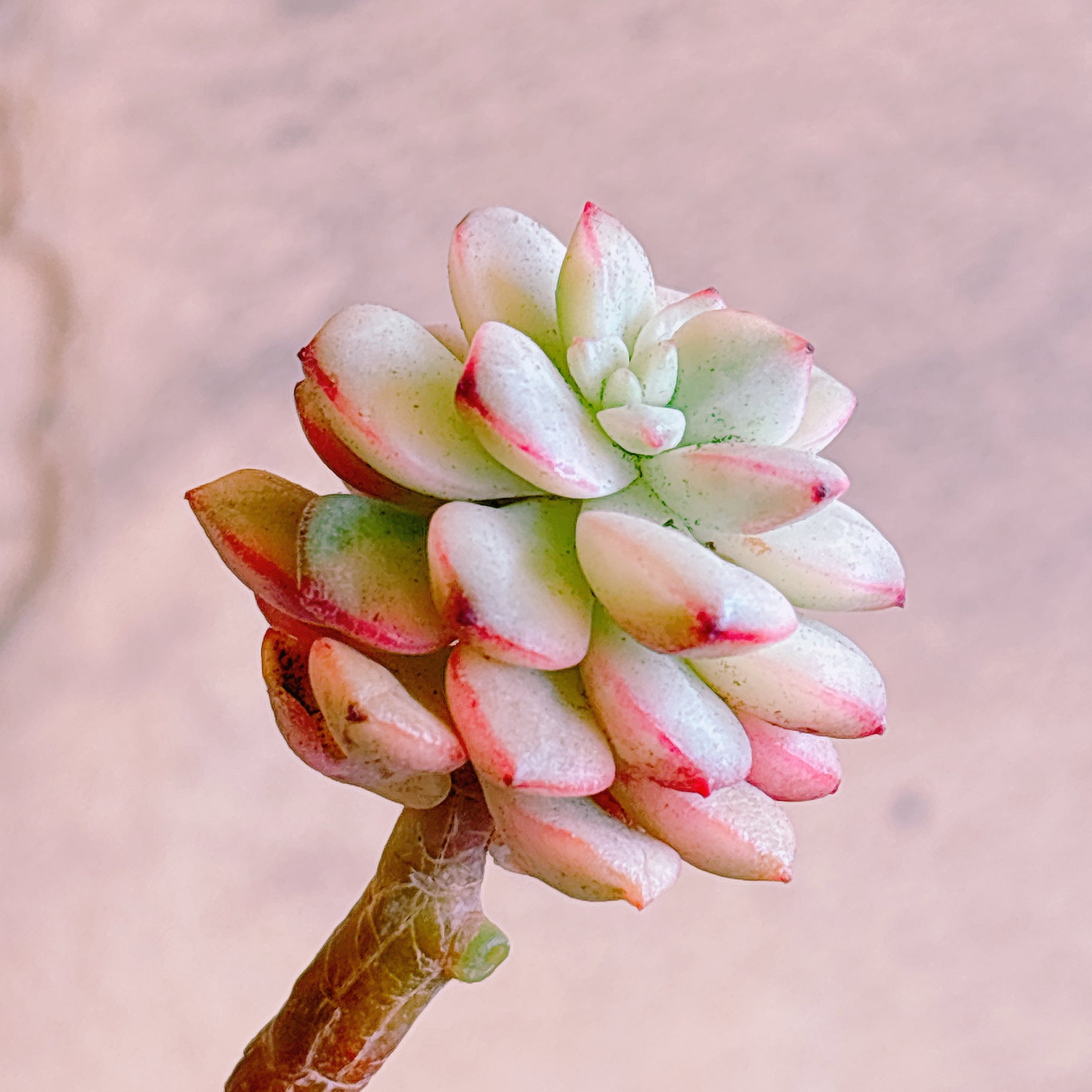 多肉植物の販売・通販サイト | Bull Succulent(ブルサキュレント)