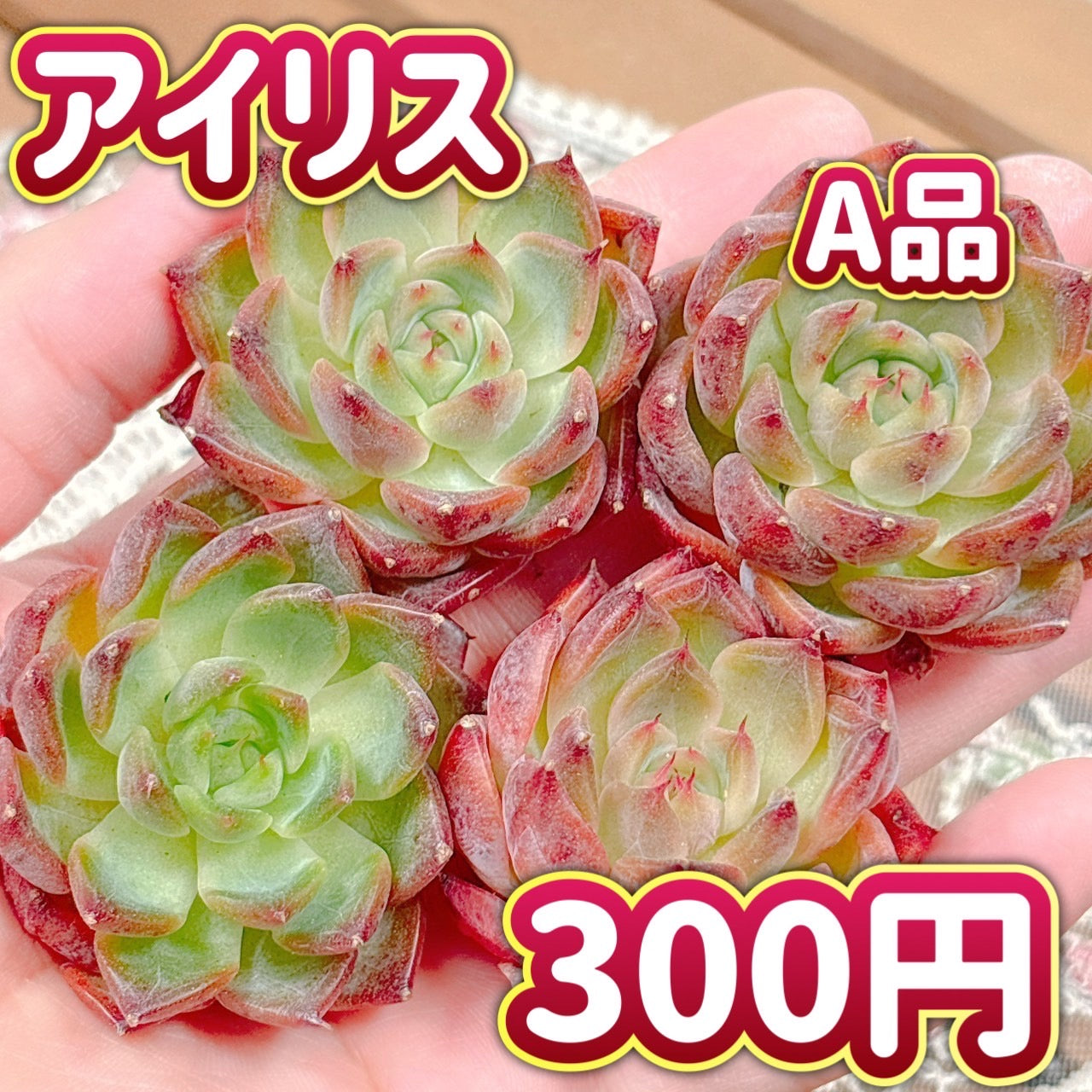 感謝を込めて。センペルビウム15(*´ω`*)Ｓ センペルビウム「幹上がり」個性たっぷり限定品！ | [公式]e-花屋さん