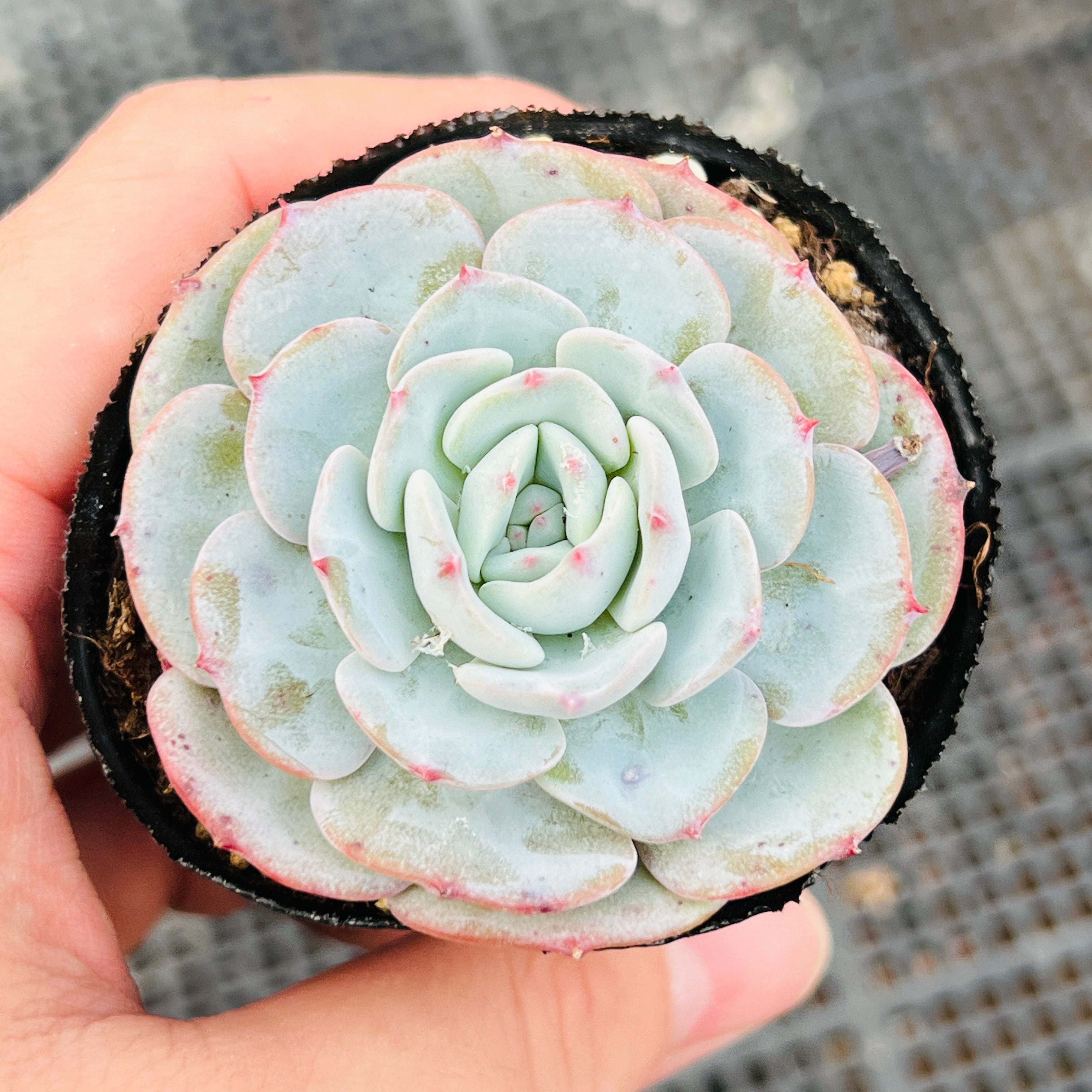 多肉植物 モンブラン 抜き苗 くき