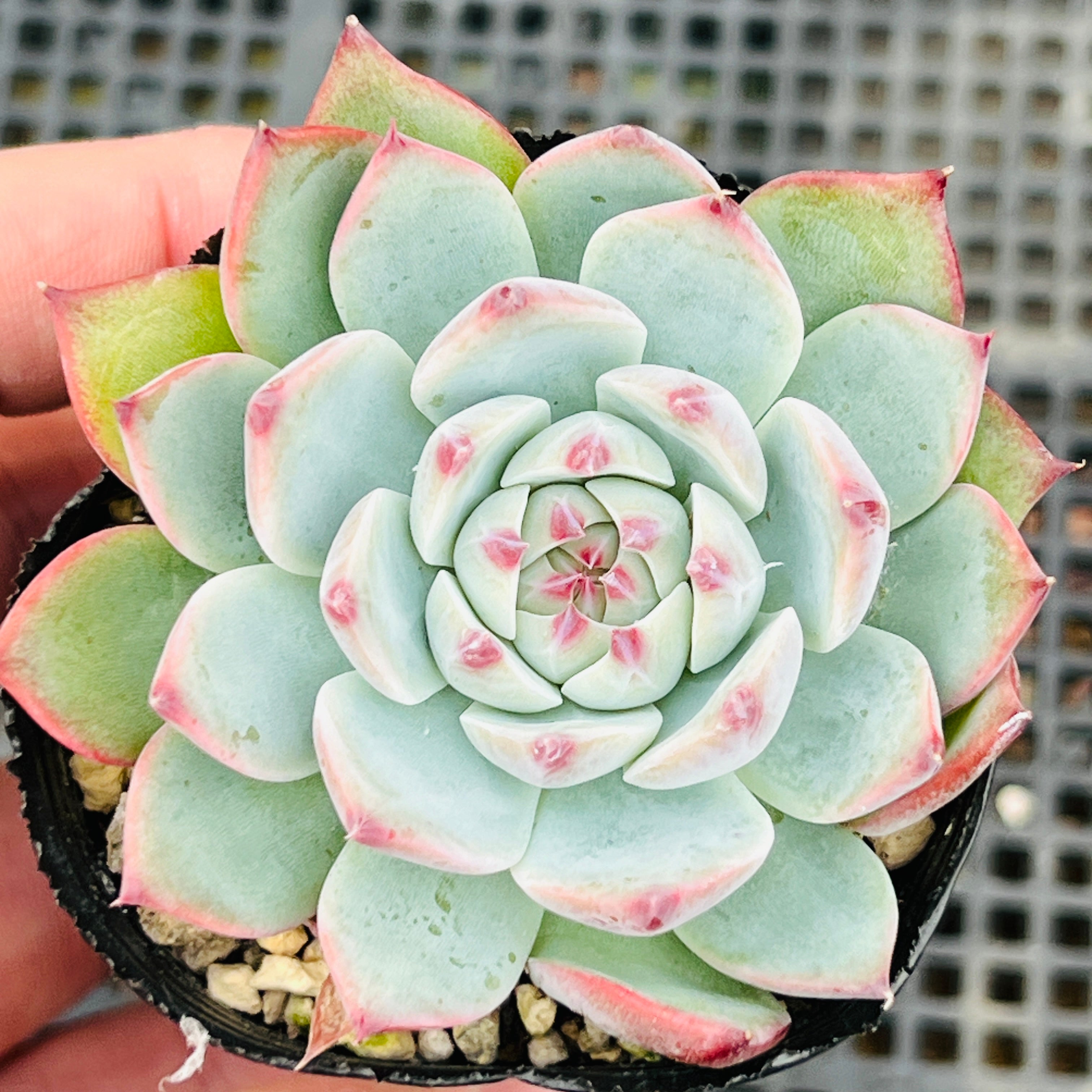 楽天市場】多肉植物 plkグラプトベリア 銀天女×トリマネンシス