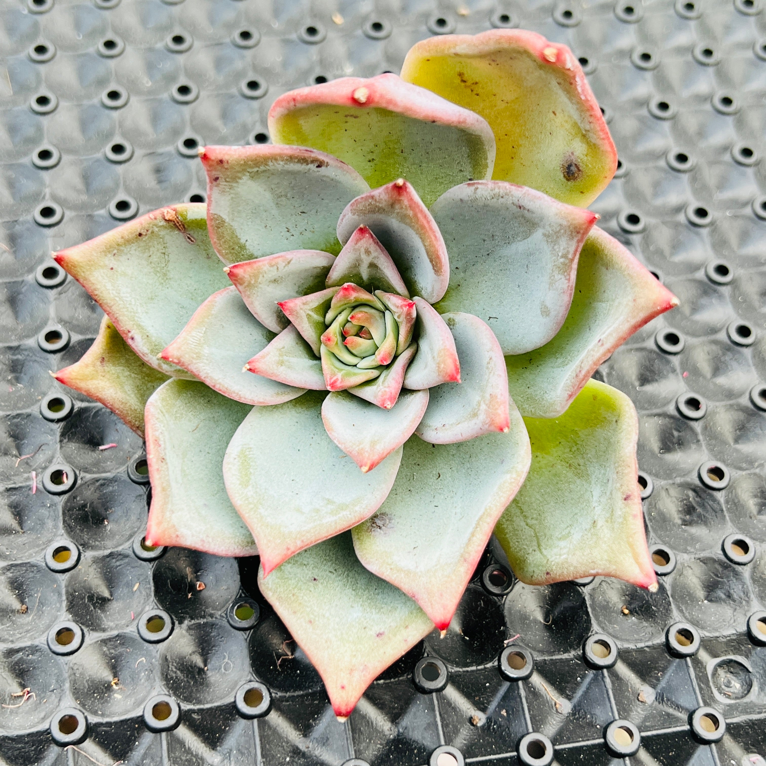 Echeveria 'Tynie Burger' 多肉植物 - その他