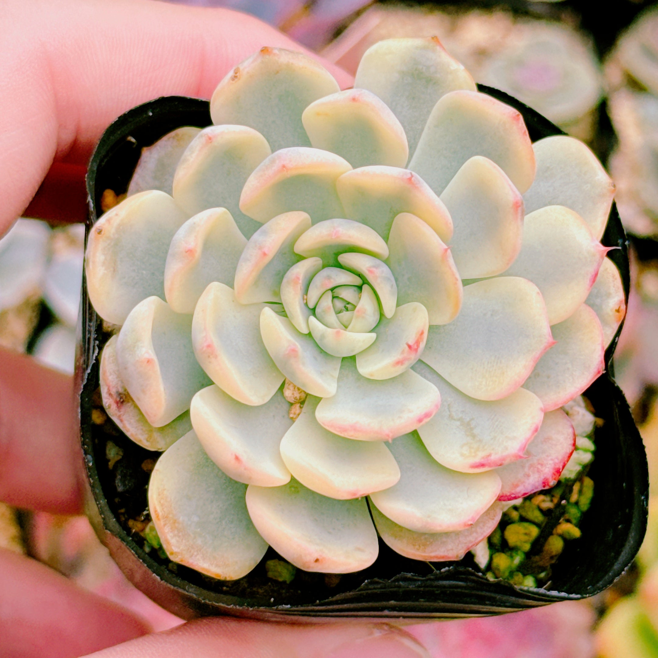 ブルーミニマ錦 010 特級品 – Bull Succulent