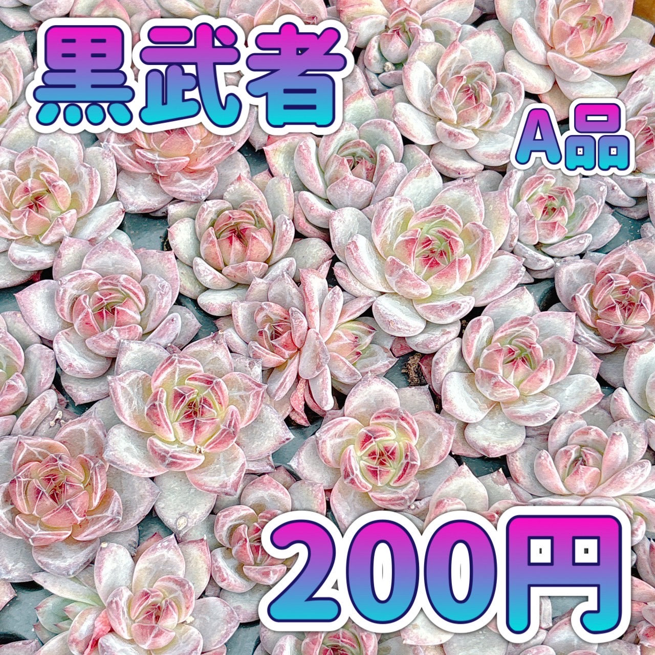 黒武者　A品　プラグ苗