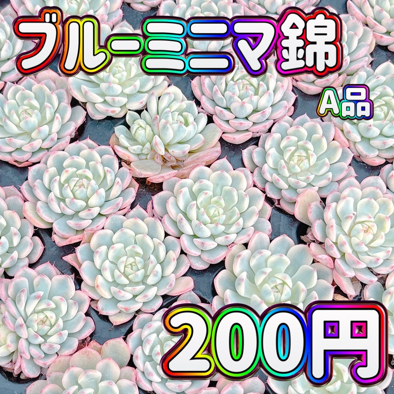 ブルーミニマ錦　A品　プラグ苗