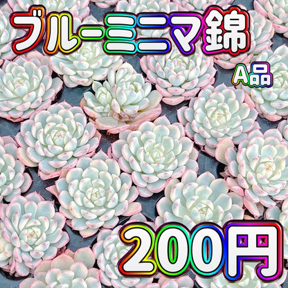 ブルーミニマ錦　A品　プラグ苗