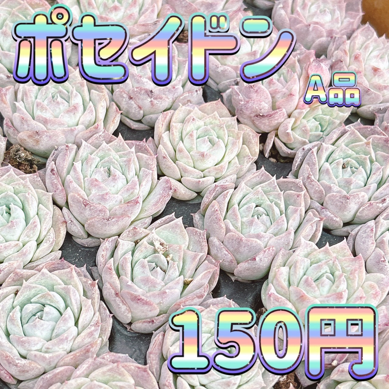 ポセイドン　A品　プラグ苗