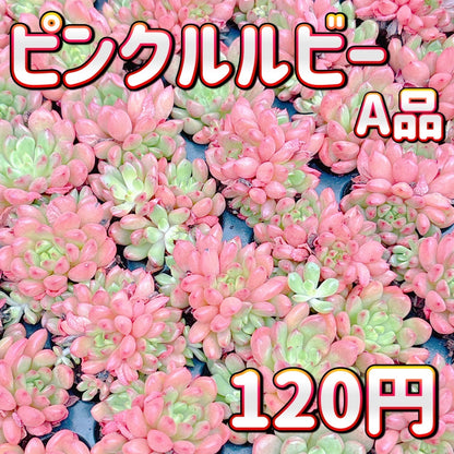 ピンクルルビー　A品　プラグ苗