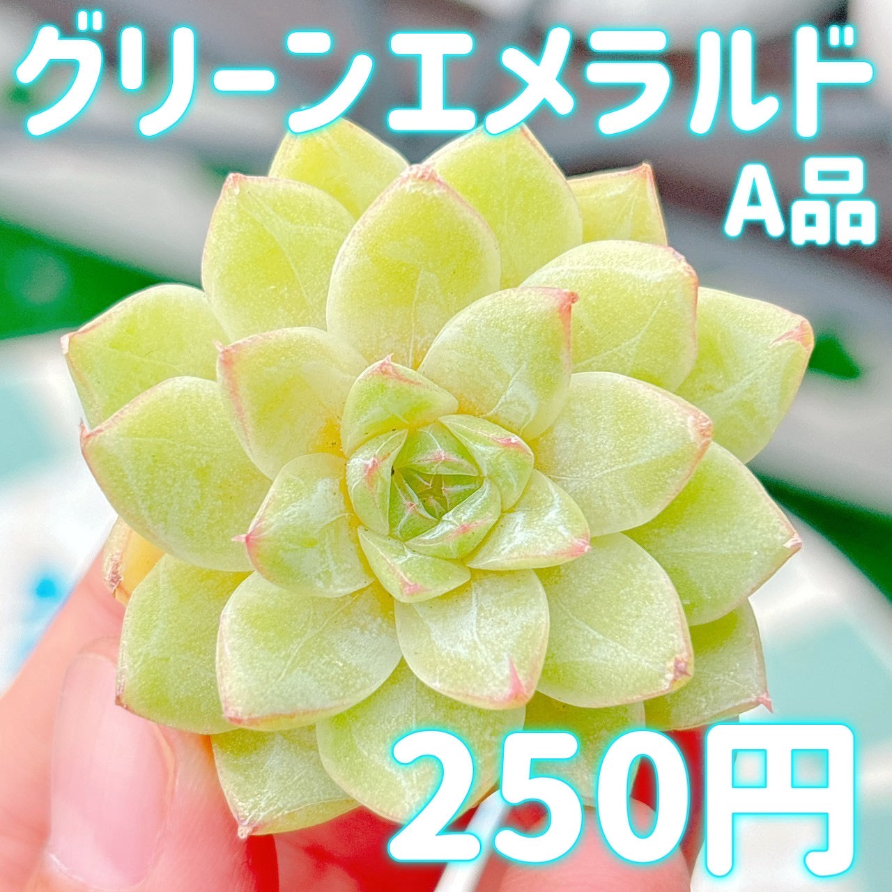 グリーンエメラルド　A品