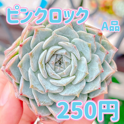 ピンクロック　A品