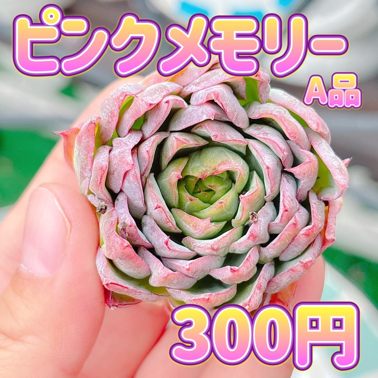 ピンクメモリー　A品