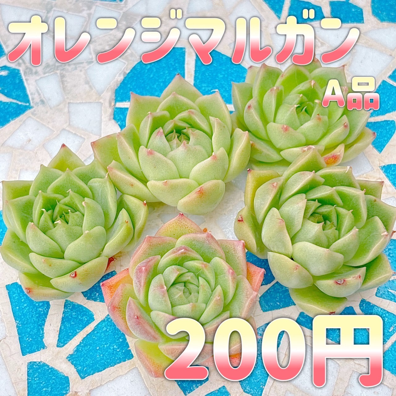 オレンジマルガン　A品